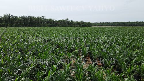 Bibit Kelapa Sawit CV Yahyo